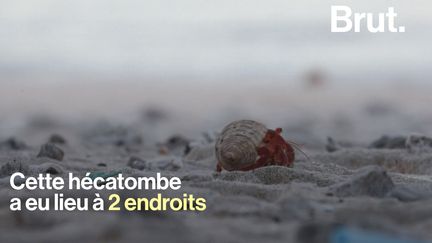 Cette hécatombe a eu lieu à deux endroits extrêmement isolés : les Îles Cocos dans l'océan indien et l'île Henderson dans l'océan pacifique.