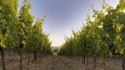 Des vignes, à Montpellier (Occitanie). Photo d'illustration. (GUILLAUME BONNEFONT / MAXPPP)