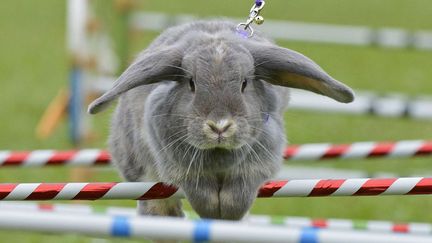 Concours de saut d'obstacles pour lapins &agrave; Weissenbrunn vorm Wald (Allemagne), le 2 septembre 2012. (JENS MEYER / AP / SIPA)