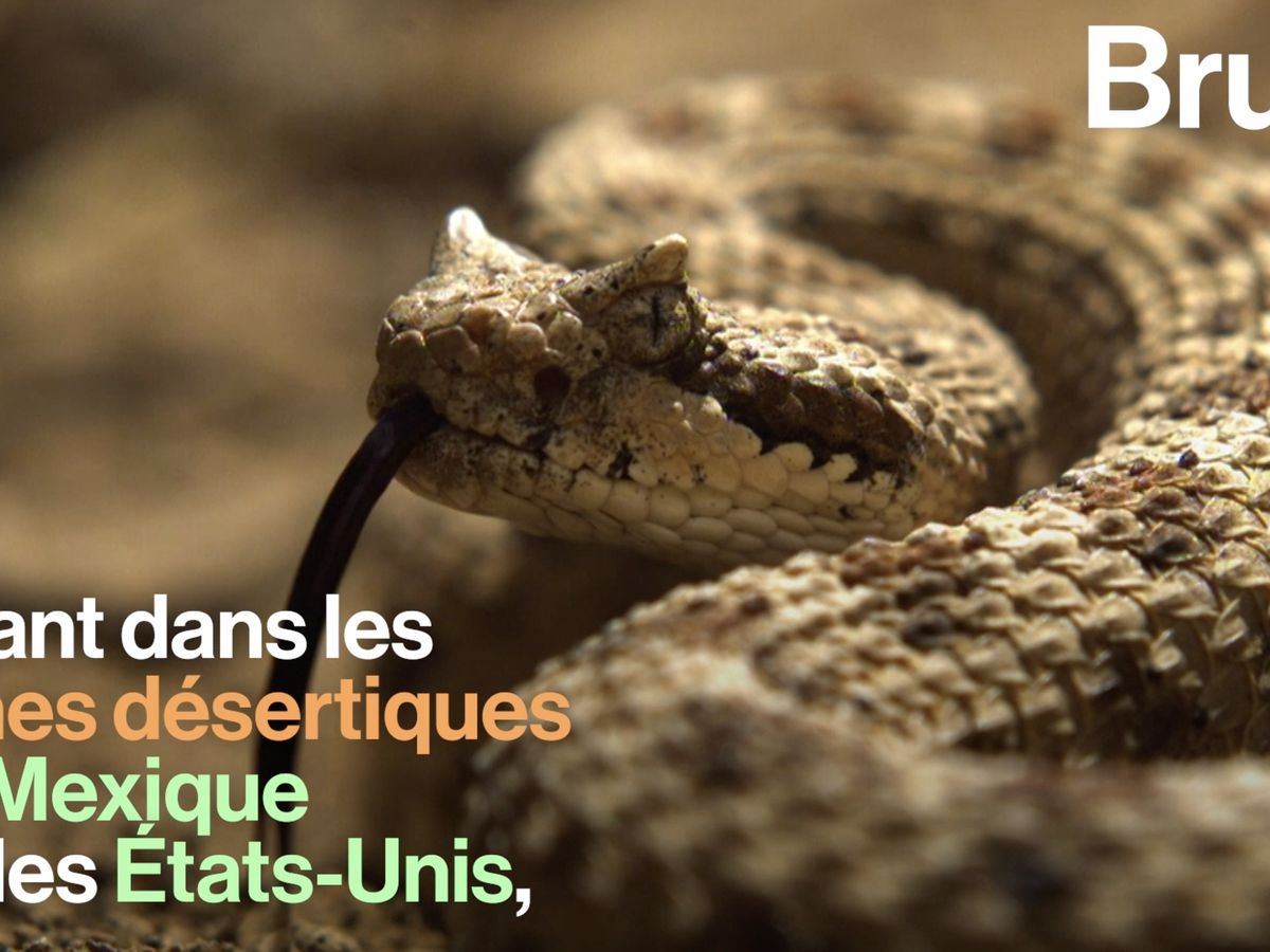 VIDEO. La locomotion ingénieuse du crotale cornu dans le désert