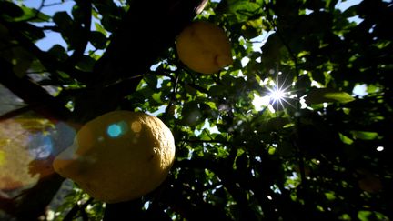 Un citronnier à Amalfi (Italie). (FILIPPO MONTEFORTE / AFP)