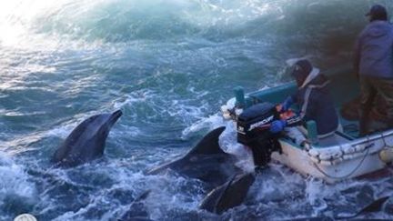 Seuls les plus beaux spécimens sont vendus aux parcs marins, les autres sont tués. (Sea Shepherd)