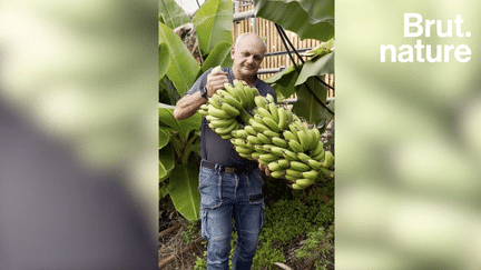 Brut a rencontré Didier, il cultive dans le sud de la France plusieurs fruits exotiques comme la banane, la mangue et l'avocat qu'il vend en direct sur son stand en bord de route. Et tout ça, dans une serre non-chauffée, en bio et en ayant remplacé les pesticides par des insectes et de la musique. Brut est allé le rencontrer.