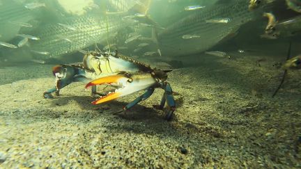 Le crabe bleu est présent en Corse depuis les années 2000 et prolifère dans les étangs de l'île depuis 2017. (FTV)