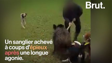 Des sangliers achevés à l'arme blanche après une longue agonie, c'est la pratique de la "chasse à l'épieu" que dénonce le naturaliste Pierre Rigaux. Voilà pourquoi.