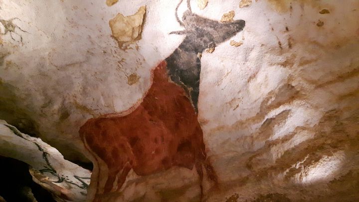 Grotte de Lascaux 4, reproduction d'une peinture parietale : La vache rouge (ANNE CHEPEAU / FRANCEINFO)