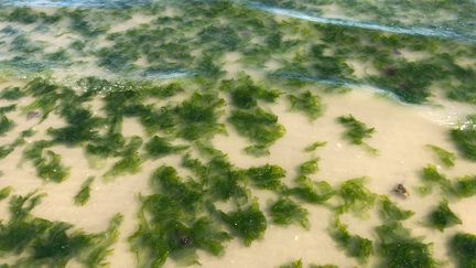 Des algues vertes en baie de Saint-Brieuc (Bretagne). (LUC CHEMLA / RADIO FRANCE)