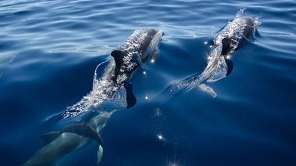 Des dauphins à La Ciotat (Bouches-du-Rhône), le 23 juin 2020. (CHRISTOPHE SIMON / AFP)