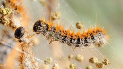 La chenille de la pyrale du buis infeste les jardins