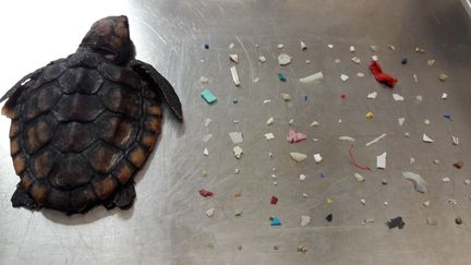 Une tortue marine morte et les morceaux de plastique qu'elle avait ingérés, le 1er octobre 2019, en Floride (Etats-Unis). (GUMBO LIMBO NATURE CENTER / FACEBOOK)