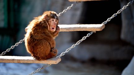 Un macaque dans le parc national de Hohhot, en Chine, le 24 janvier 2016. (WANG ZHENG / XINHUA / AFP)