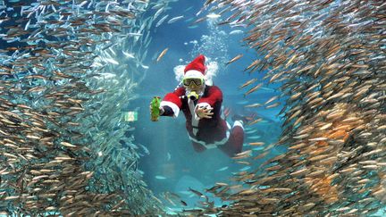 Un plongeur d&eacute;guis&eacute; en p&egrave;re No&euml;l fait le spectacle dans l'aquarium de S&eacute;oul (Cor&eacute;e du Sud), le 7 d&eacute;cembre 2011. (JUNG YEON-JE / AFP)