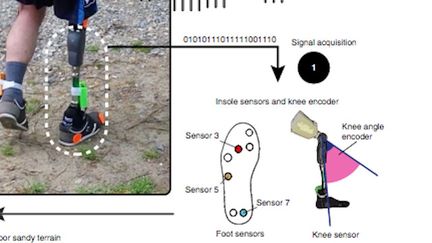 Une prothèse permet de recréer les sensations de la marche (&copy; Nature Medicine)