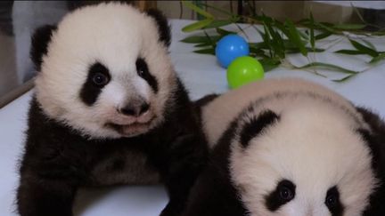 Pandas : au zoo de Beauval, les jumelles célèbrent leur premier anniversaire