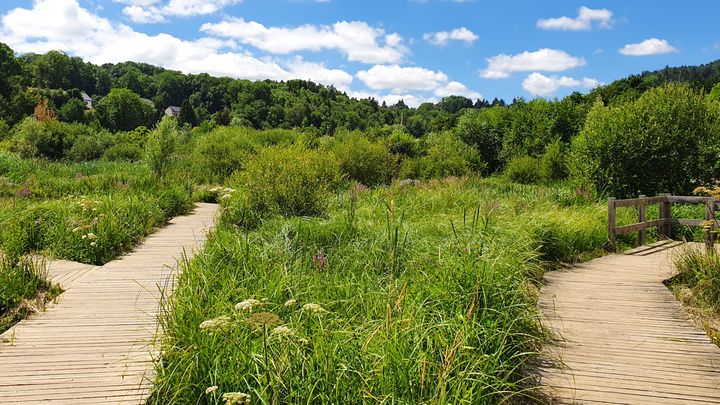 La zone humide du lac d'Aydat (Puy-de-Dôme).
 (BORIS HALLIER / RADIO FRANCE)