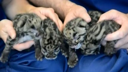 Quatre bébés panthères nébuleuses sont nées au zoo de Washington