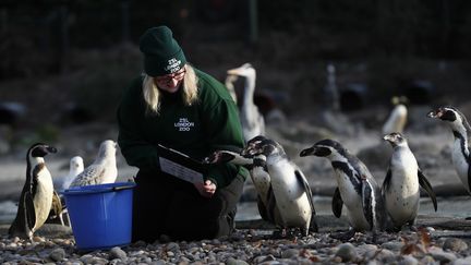 Une vétérinaire compte les manchots de Humboldt en les attirant avec de la nourriture, le 3 janvier 2017, au zoo de Londres (Royaume-Uni).&nbsp; (STEFAN WERMUTH / REUTERS)