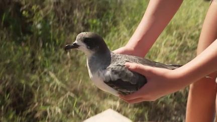 La Réunion : des bénévoles tentent de protéger la faune et la flore