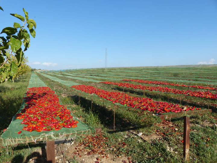 Séchage de piments sur les terres de l'une des fermes des Moulins Mahjoub, le 17 octobre 2019 (FTV - Laurent Ribadeau Dumas)