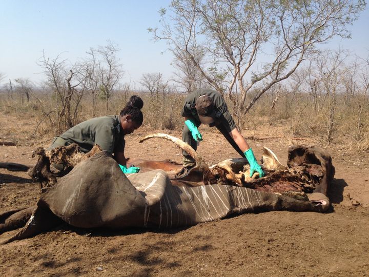 Un rhinocéros braconné dans le Parc national du Kruger (RADIO FRANCE / Liza Fabbian)