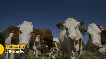 Elevage de vaches dans le Cantal (Auvergne). (RUSSEL KORD / PHOTONONSTOP VIA AFP)