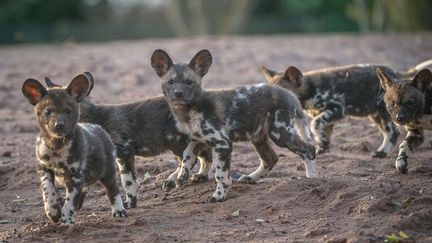 En Europe, depuis plus de dix ans, le zoo britannique de Chester travaille en étroite collaboration avec la GAWPT. En janvier 2018, sept chiots nés en captivité le 19 novembre 2017 ont été présentés à la presse. "Ils sont les premiers chiots sauvages d'Afrique à naître à Chester et toutes les équipes de gardiens, d'écologistes et de scientifiques du zoo sont ravis de voir à quel point ils sont forts et en santé." Maintenant tout le travail des spécialistes est de pouvoir réintroduire des populations viables dans leur milieu naturel. (CHESTER ZOO/COVER IMAGES/SIPA)