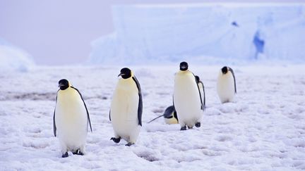 Un groupe de manchots empereur sur la banquise. (KEVIN SCHAFER / MAXPPP)