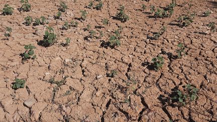 Les sols touchés par la sécheresse dans le Luberon le 25 août 2022. (ADELE BOSSARD/RADIOFRANCE)