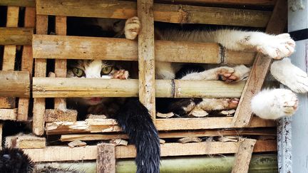 Des milliers de chats, introduits ill&eacute;galement au Vietnam pour y &ecirc;tre mang&eacute;s, ont &eacute;t&eacute; d&eacute;couverts, le 27 janvier 2015, entass&eacute;s dans des centaines de caisses dans un camion, &agrave; Hano&iuml; (Vietnam). ( 20TH CENTURY FOX/PARAMOUNT / THE KOBAL COLLECTION / AF,)