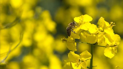 L'Union européenne interdit trois néonicotinoïdes dangereux pour les abeilles, dans un vote du 27 avril 2018. (MAXPPP)