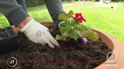 La saison de jardinage a commencé début mai (France 2)