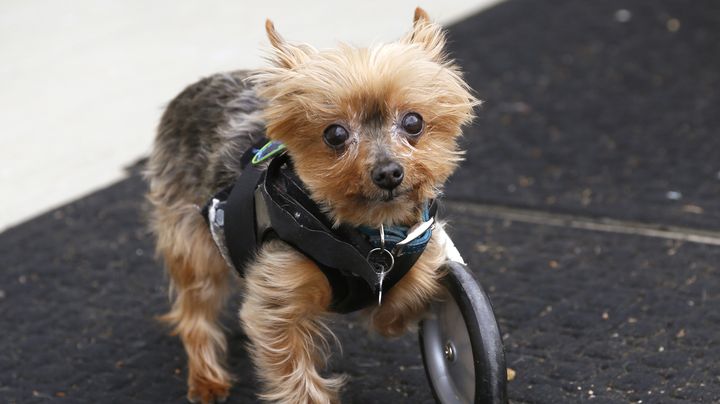 Hope est un Yorkshire qui a une nouvelle patte de substitution, &agrave; Longmont dans le Colorado (Etats-Unis), le 23 avril 2013. (REUTERS)