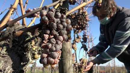 Vendanges tardives au domaine Martial Dirringer à&nbsp;Dambach-la-Ville (Alsace) le 18 novembre 2020. (FRANCK DELHOMME / MAXPPP)