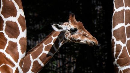 Un girafon dans le zoo de Munich (Allemagne), le 14 août 2019.&nbsp; (CHRISTOF STACHE / AFP)