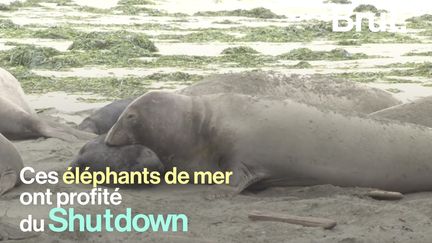  VIDEO. En Californie, des éléphants de mer ont profité du "shutdown" pour s'installer sur une plage (BRUT)