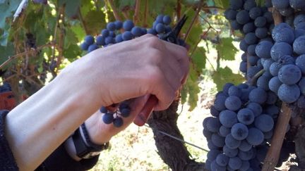 Vendanges : quinze jours d'avance dans le Languedoc