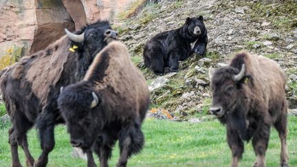 Europe : un programme pour réintroduire les bisons