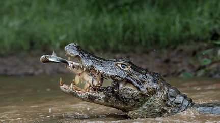 Quand il a dowloadé ses images, le photographe dit n'en être pas revenu de cette double capture (la proie du caïman tient elle-même un poisson dans ses mandibules).
 (Massimiliano Bencivenni / National Geographic)