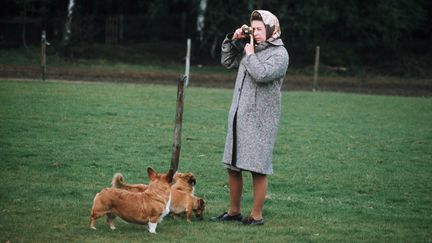 La reine&nbsp;II photographiée avec ses corgis dans le parc Windsor en 1960&nbsp; (ANWAR HUSSEIN / HULTON ARCHIVE)