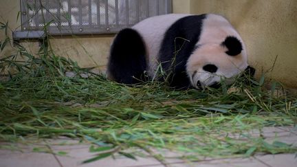 La femelle panda Huan Huan, le 23 juillet 2021 à Saint-Aigan (Loir-et-Cher). (GUILLAUME SOUVANT / AFP)