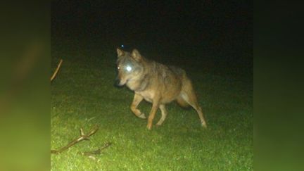 Le loup aperçu par un piège photographique de l'OFB à Dompierre-les-Ormes (Saône et Loire), le 4 mai 2023. (Office national de la biodiversité)