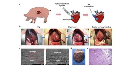 Composée d'eau et de polymères, cette colle a été testée uniquement sur des cochons et des rats.