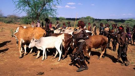 Des associations comme Survival International dénoncent la location à des investisseurs étrangers pour une durée de cinquante ans de terres autour du fleuve.

Sur les millions d’hectares de terres agricoles vierges, 180.000, le long de la rivière Omo, seront utilisés pour des cultures commerciales et des agro-carburants. (AFP/ GUIZIOU Franck)