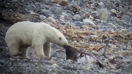 Dans un archipel norvégien, les ours polaires sont de plus en plus agressifs. Ils s'en prennent aux rennes faute de phoques, difficiles à chasser avec la fonte des glaces. Les hommes sont aussi menacés et doivent s'entraîner à manier les armes pour se protéger. (CAPTURE ECRAN FRANCE 2)