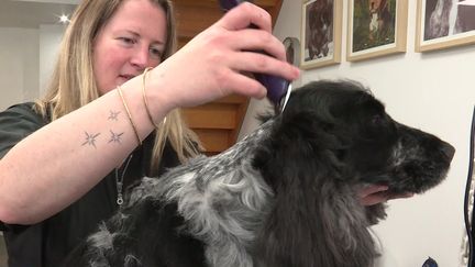 En Mayenne, des poils de chiens pour effrayer le gibier (France 3 Pays de la Loire)