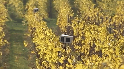 Alsace : les viticulteurs en guerre contre les étourneaux