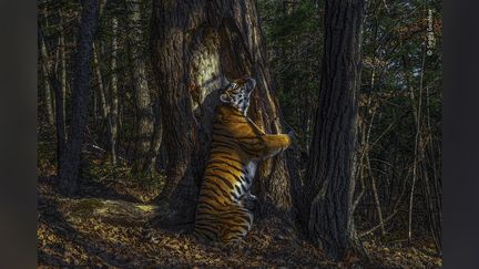 "The Embrace", premier prix Wildlife Photographer of the Year 2020. (© SERGEY GORSHKOV / WILDLIFE PHOTOGRAPHER OF THE YEAR 2020 / NHM)