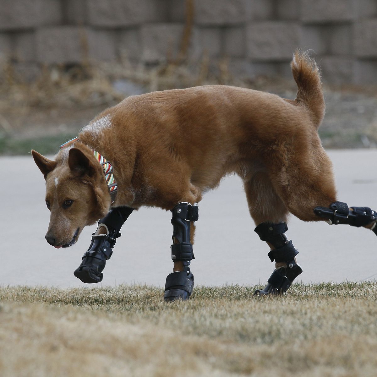 Ces inventions qui permettent aux animaux de continuer à marcher