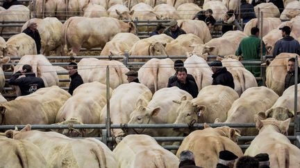 Le Festival du bœuf charolais à&nbsp;Charolles (Saône-et-Loire) le 3 décembre 2016. (JEFF PACHOUD / AFP)