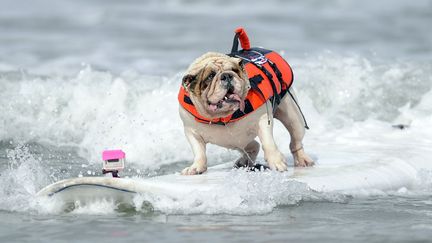 Betsy, un bouledogue anglais de 7 ans, tr&egrave;s &agrave; l'aise lors de la comp&eacute;tition annuelle de surf pour chiens &agrave; San Diego (Californie), le 8 juin 2012. (GUS RUELAS / REUTERS)